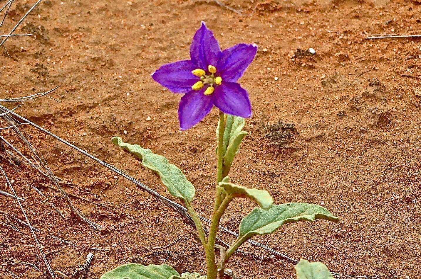 Image of Solanum esuriale Lindl.