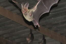 Image of Greater False Vampire Bat