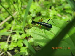 Image of Neocollyris (Isocollyris) formosana (Bates 1866)