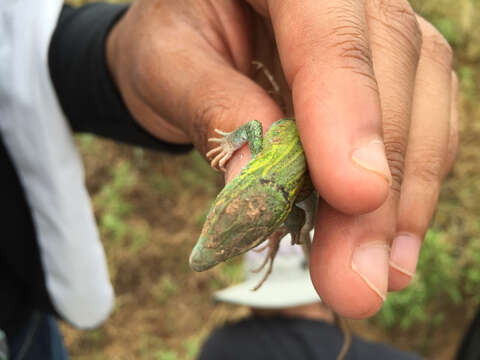 Image of Six-lined Racerunner