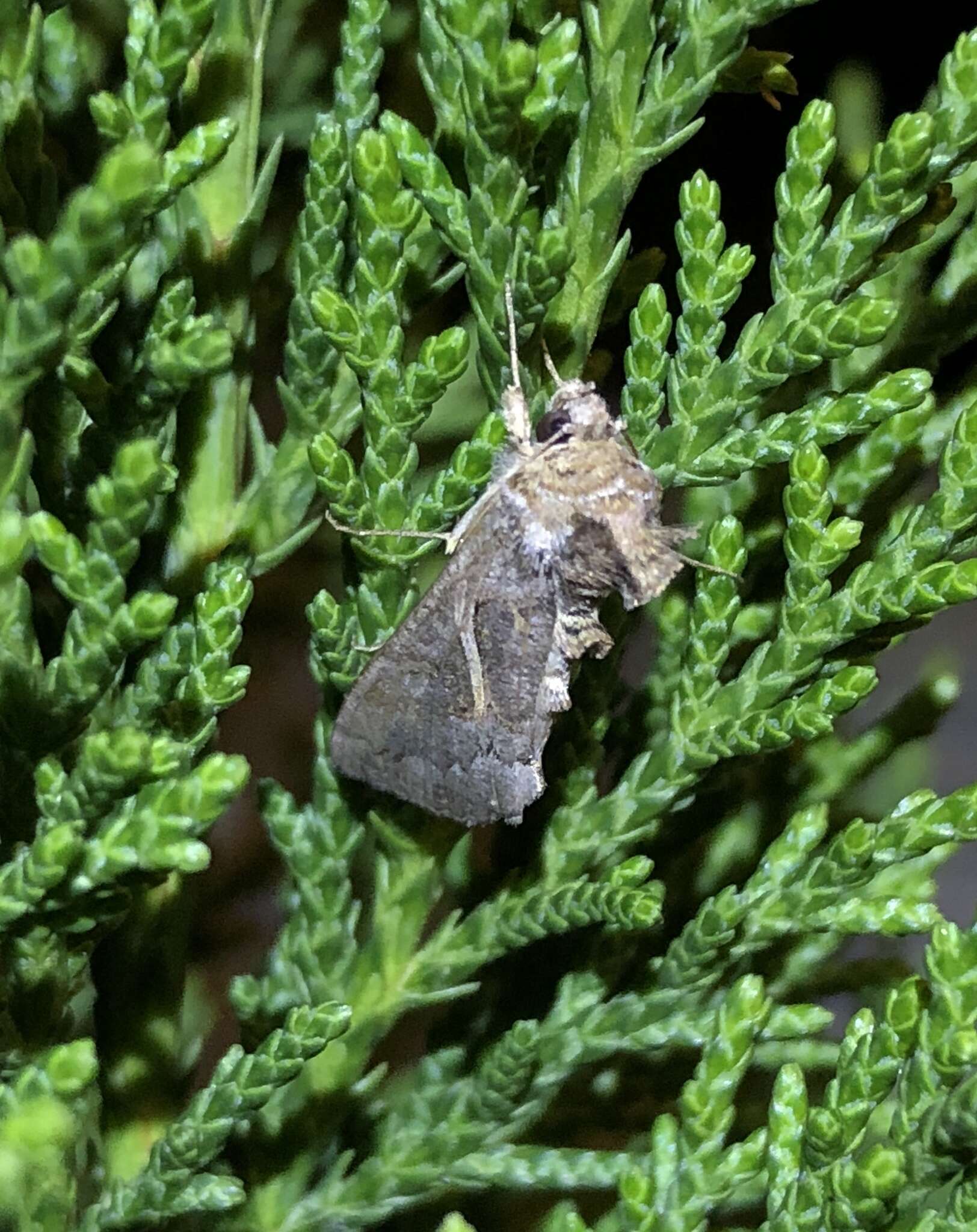 Image of eastern streaked plusia