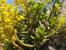 Image of tree stonecrop