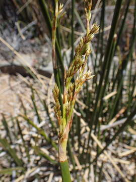 Plancia ëd Pseudoschoenus inanis (Thunb.) Oteng-Yeb.