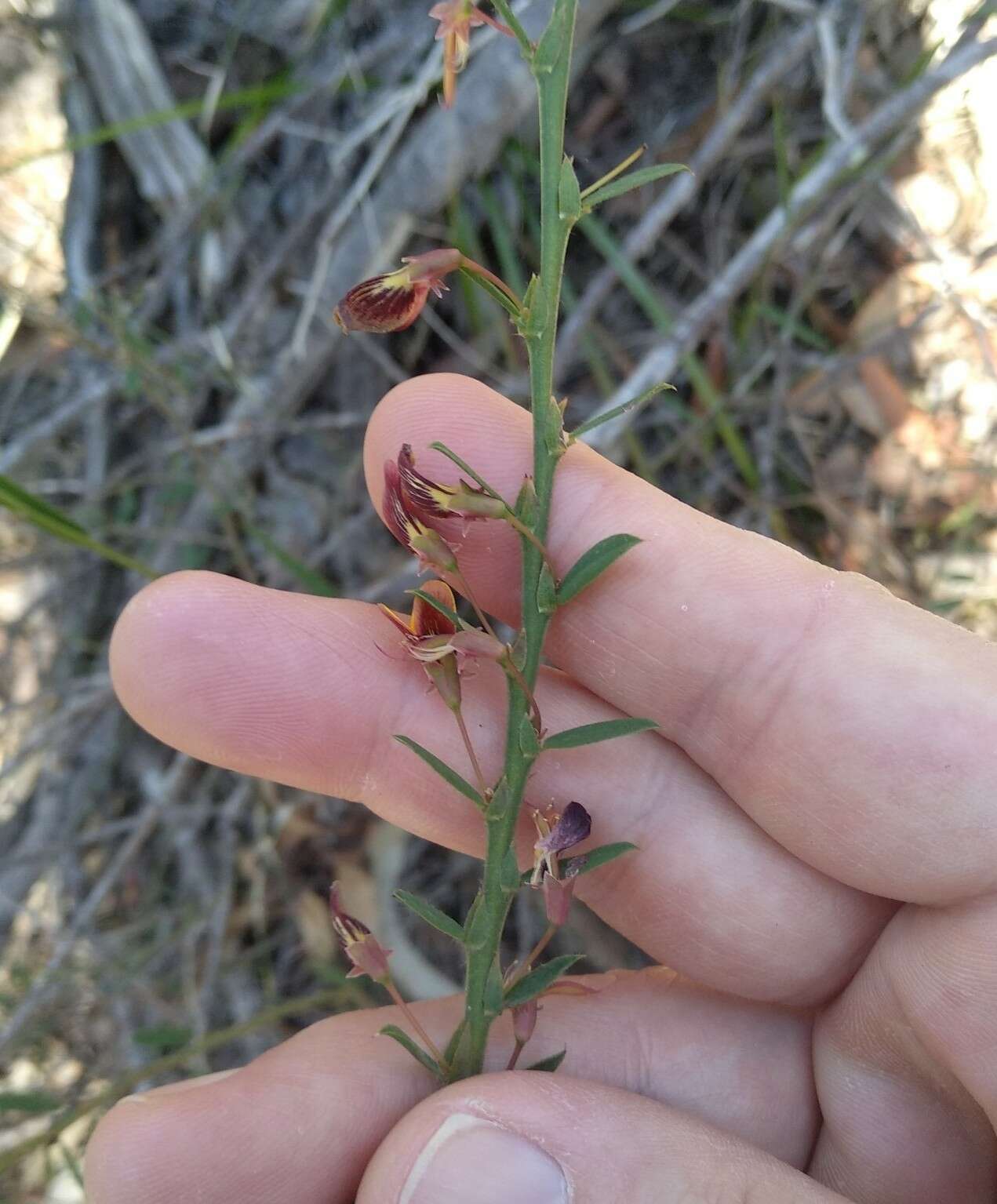 Sivun Bossiaea stephensonii F. Muell. kuva