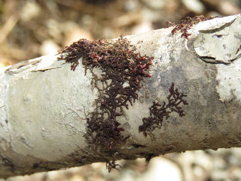 Image of Frullania nisquallensis Sull.