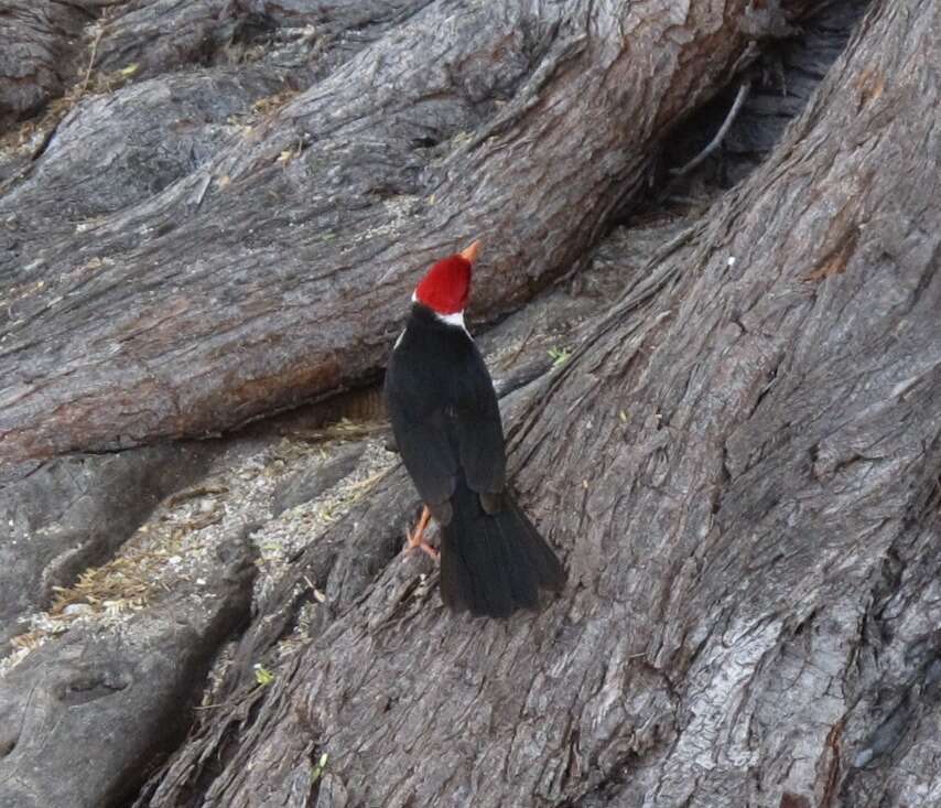 Image of Yellow-billed Cardinal