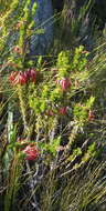 Image of Erica coccinea subsp. coccinea