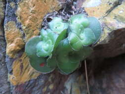 Image of Crassula cremnophila E. van Jaarsveld & A. E. van Wyk