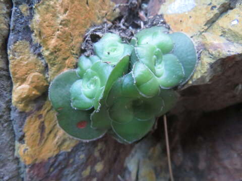 Image of Crassula cremnophila E. van Jaarsveld & A. E. van Wyk