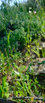 Image de Heliophila amplexicaulis L. fil.