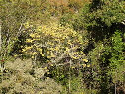 Image of Handroanthus ochraceus (Cham.) Mattos