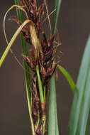 Слика од Morelotia affinis (Brongn.) S. T. Blake