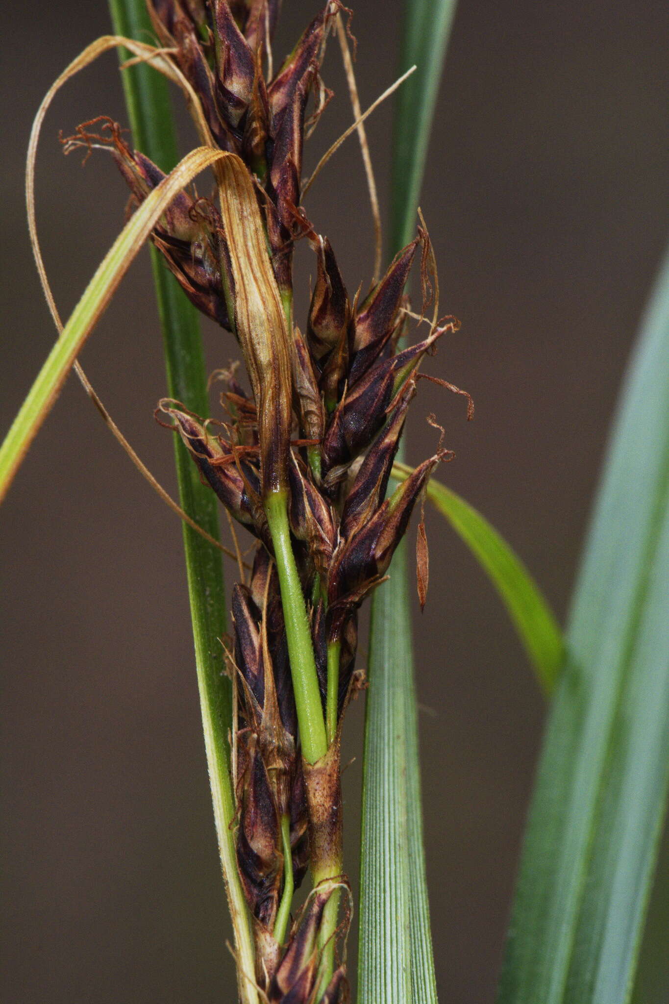 Слика од Morelotia affinis (Brongn.) S. T. Blake