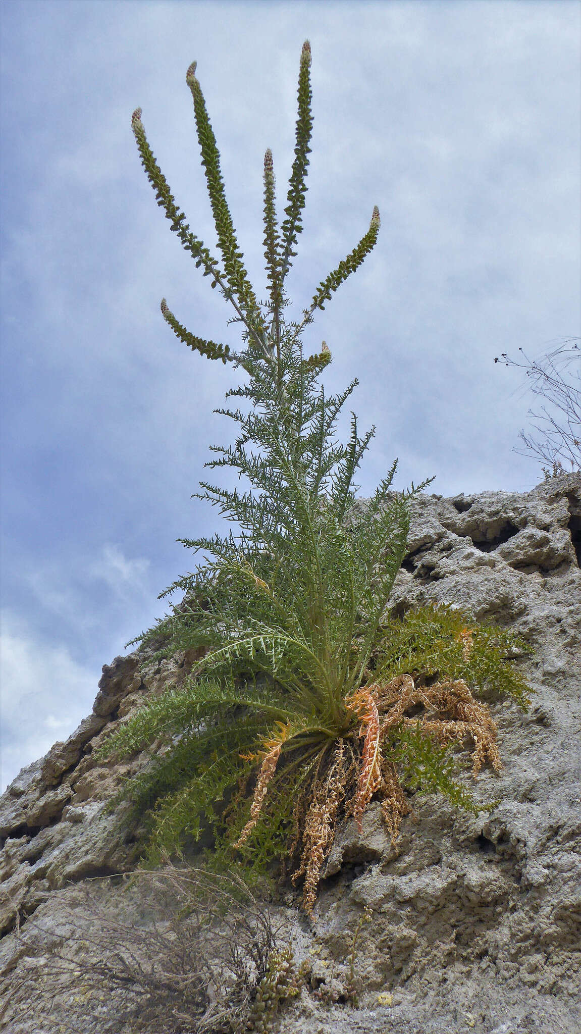 Image of Reseda suffruticosa Loefl.