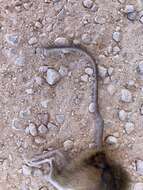 Image of Spinefex Hopping Mouse