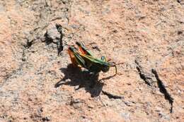 Image of Melanoplus thomasi Scudder & S. H. 1897