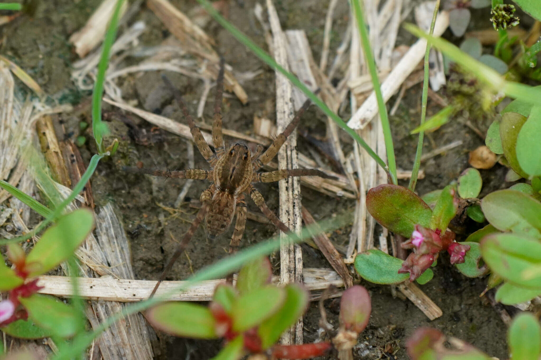 صورة Pardosa pseudoannulata (Bösenberg & Strand 1906)