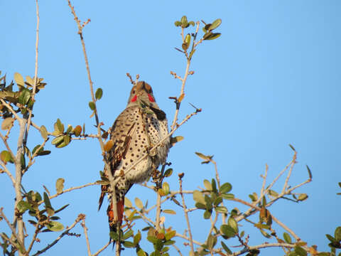 صورة Colaptes auratus cafer (Gmelin & JF 1788)