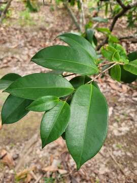 Image of Eschweilera ovata (Cambess.) Mart. ex Miers