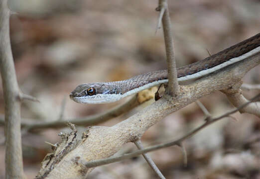 Image of Stripe-bellied Sand Snake