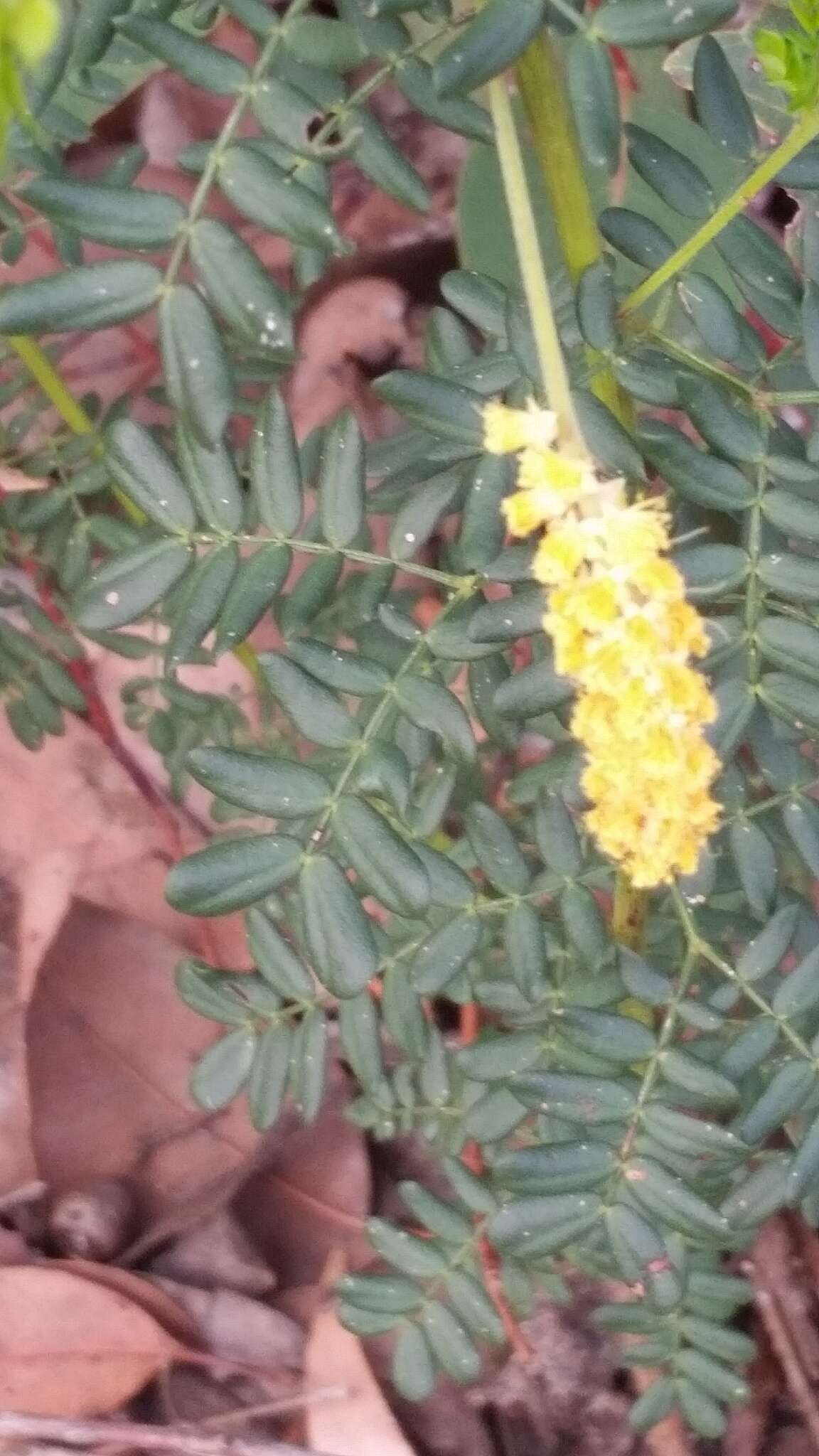 Imagem de Acacia drummondii Lindl.