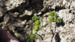 Plancia ëd Cryptantha pterocarya var. cycloptera (Greene) J. F. Macbr.