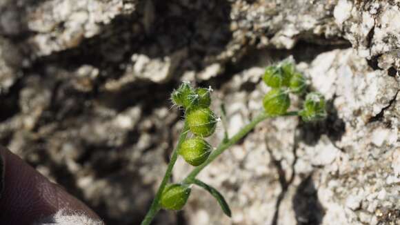 Plancia ëd Cryptantha pterocarya var. cycloptera (Greene) J. F. Macbr.