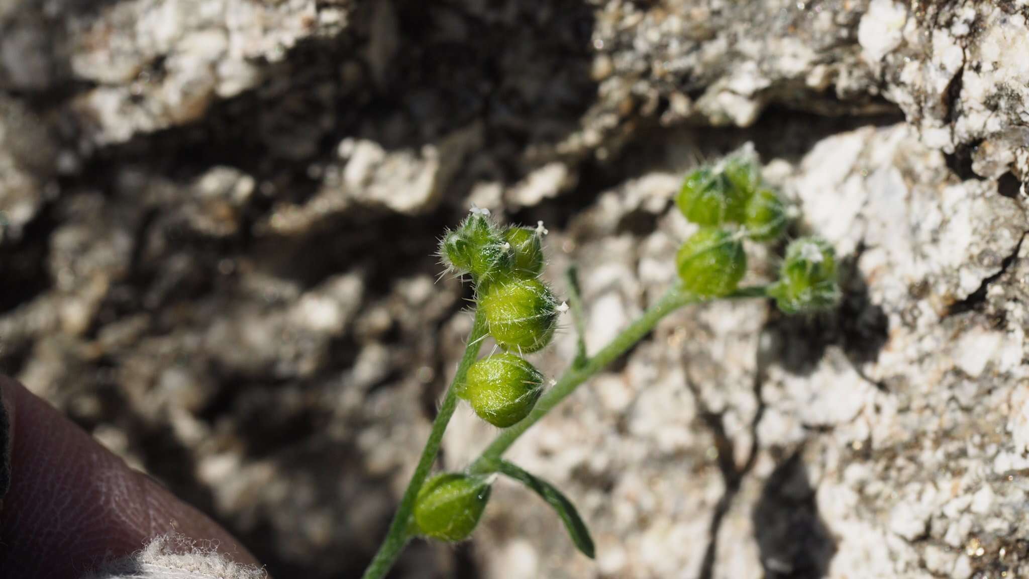 Image of wingnut cryptantha