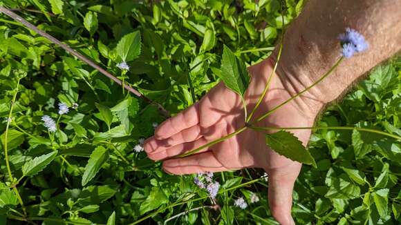 Image of Cape Sable whiteweed