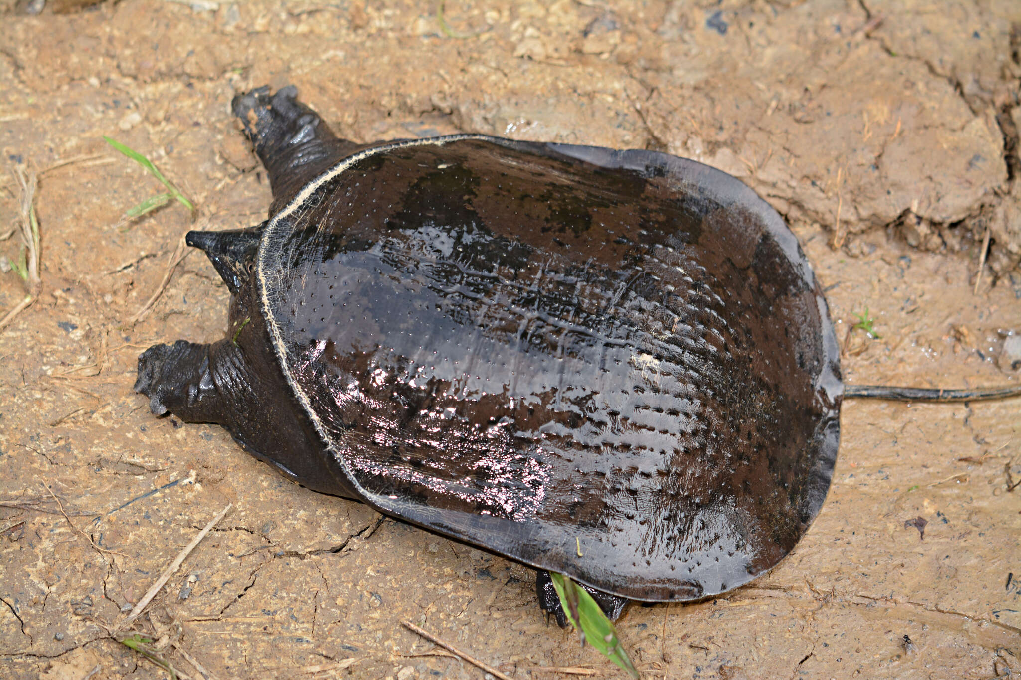 Image of Malayan Soft-shelled Turtle