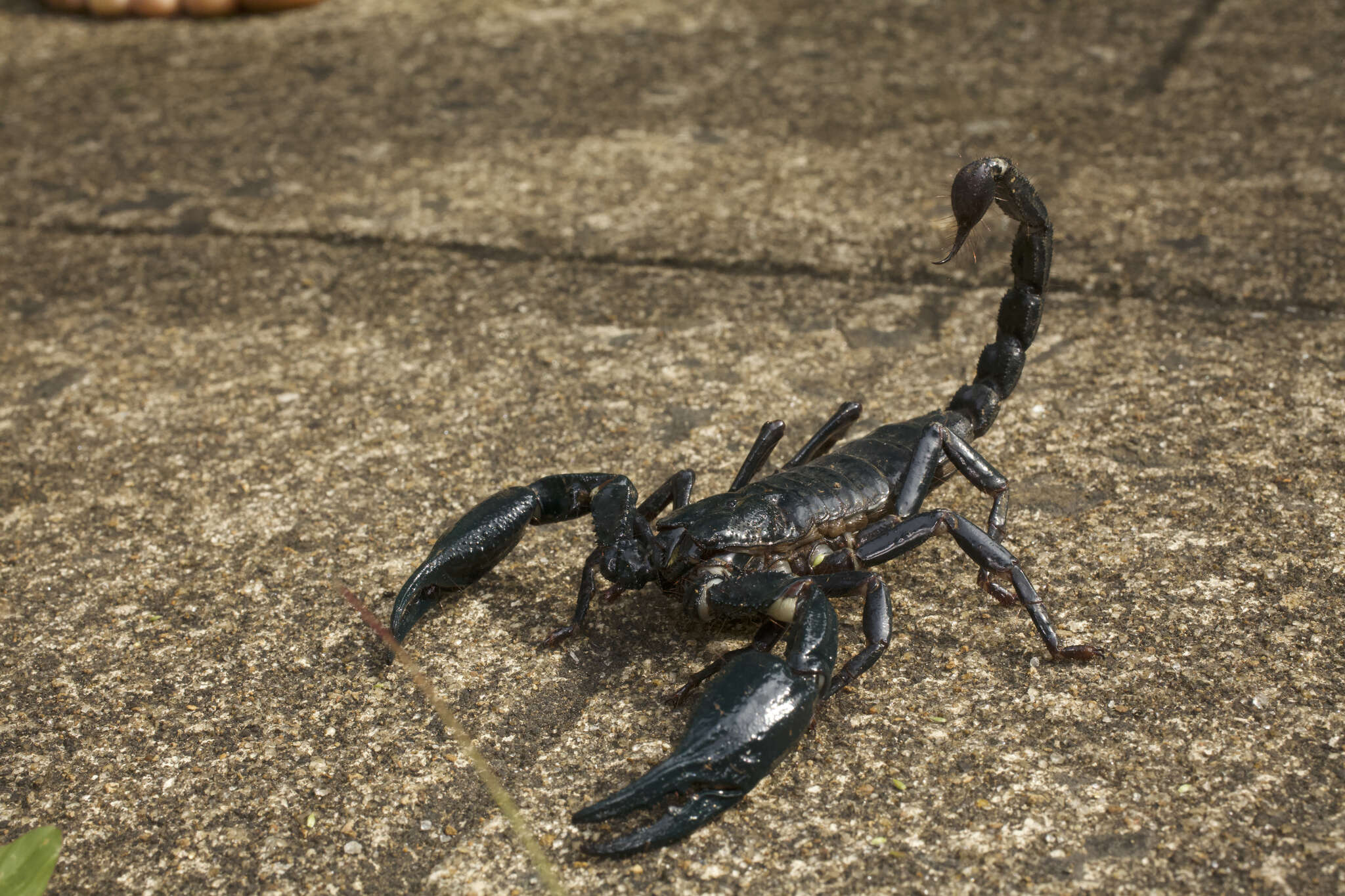 Image of Asian Forest Scorpion