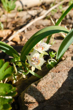 صورة Calochortus westonii Eastw.