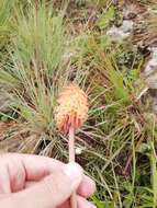 Imagem de Kniphofia galpinii Baker