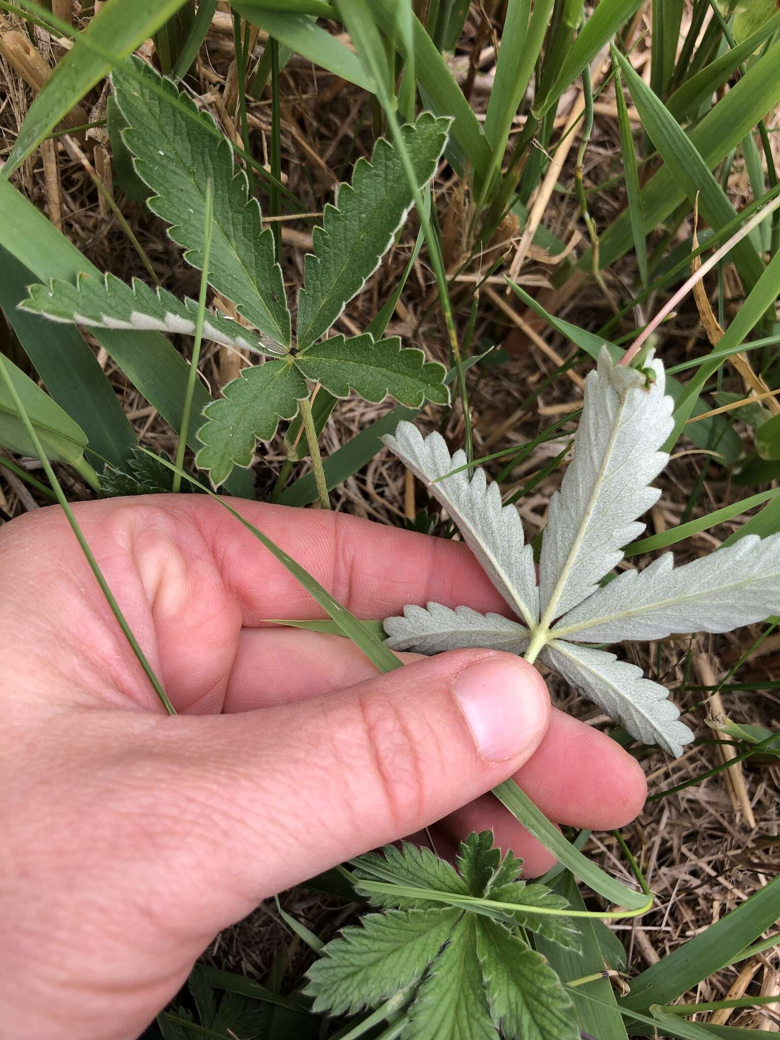 Image of Soft Cinquefoil