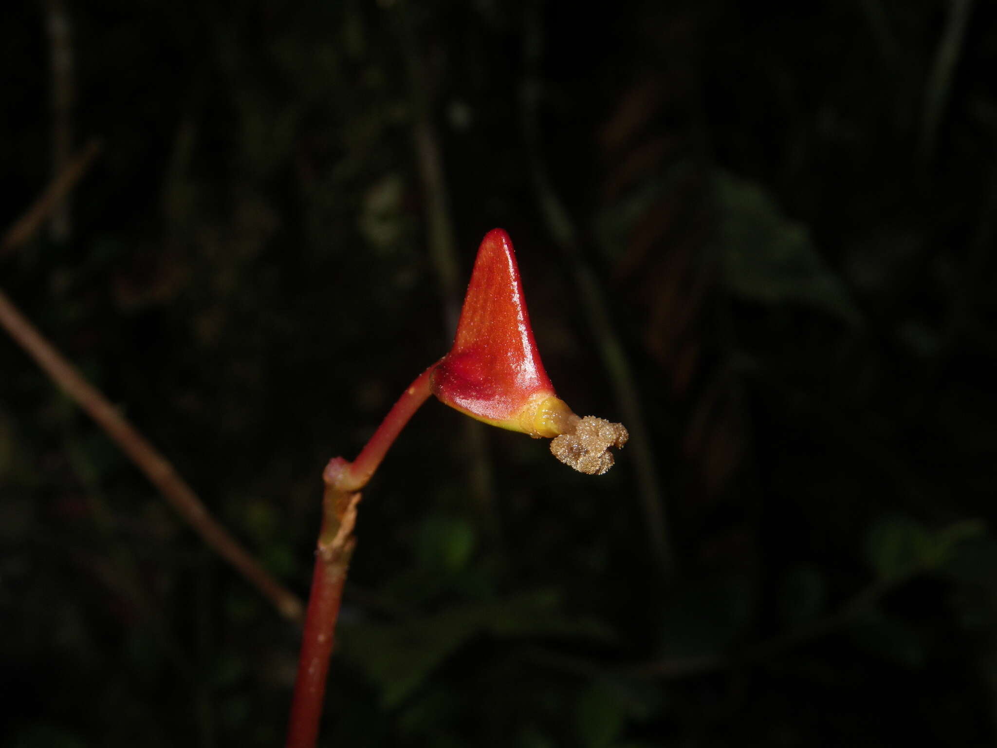 Image of Begonia betsimisaraka Humbert