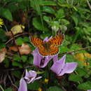 Image de Melitaea collina Lederer 1861