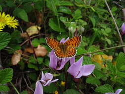 Image of Melitaea collina Lederer 1861