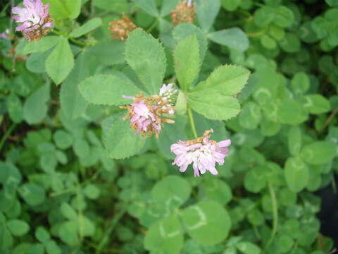 Image of reversed clover