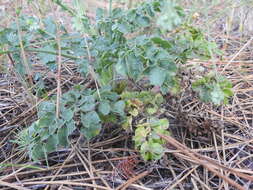 Imagem de Pimpinella villosa Schousboe