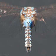 Image of Blue-eyed Darner