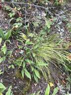 Image of longleaf arnica