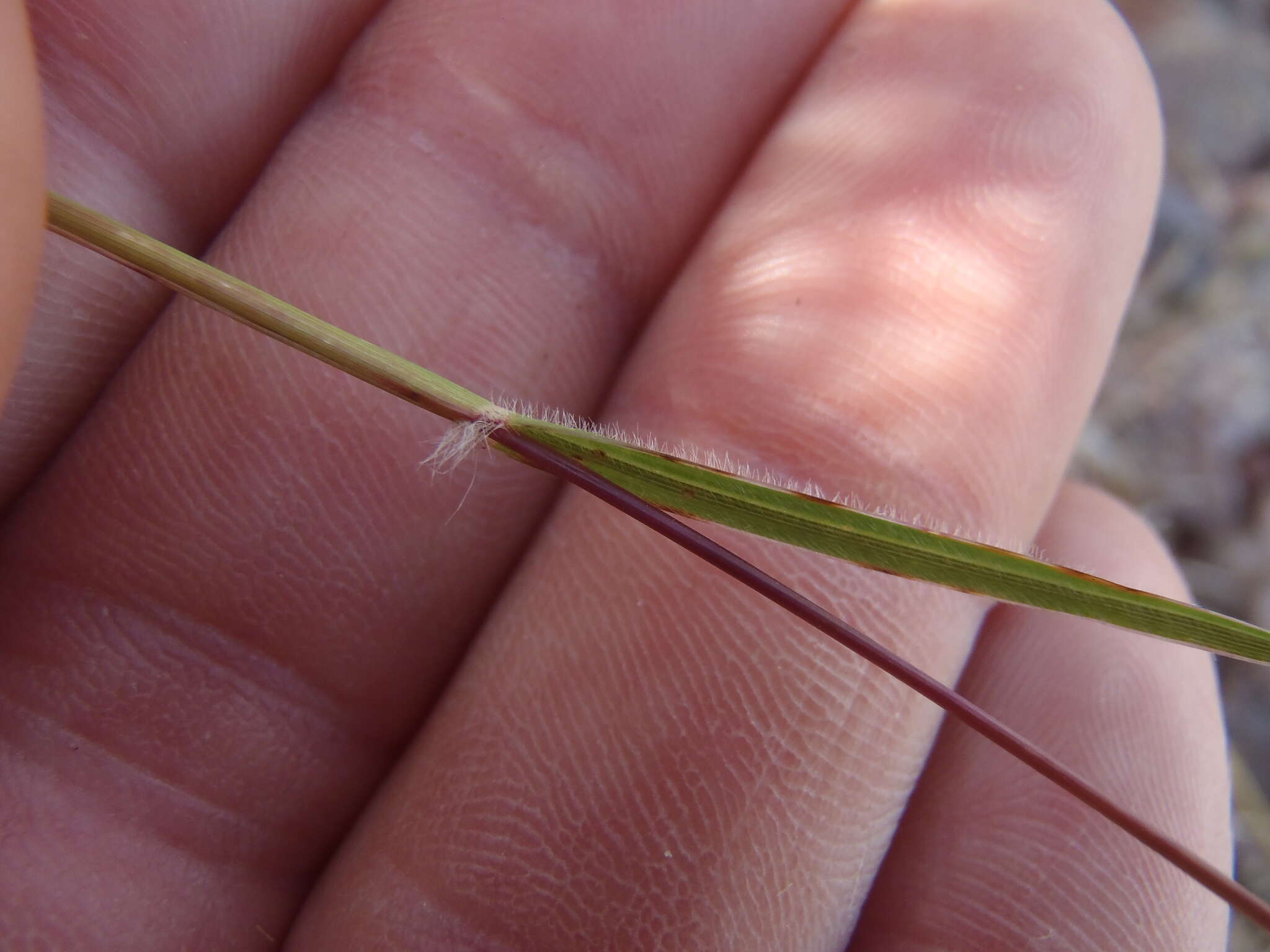 Image of shortleaf woollygrass