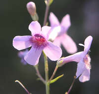 Penstemon thurberi Torr. resmi