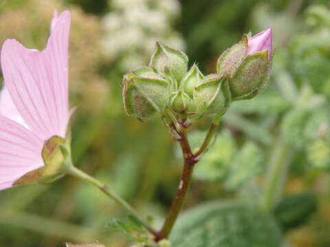 Image of Malva tournefortiana L.