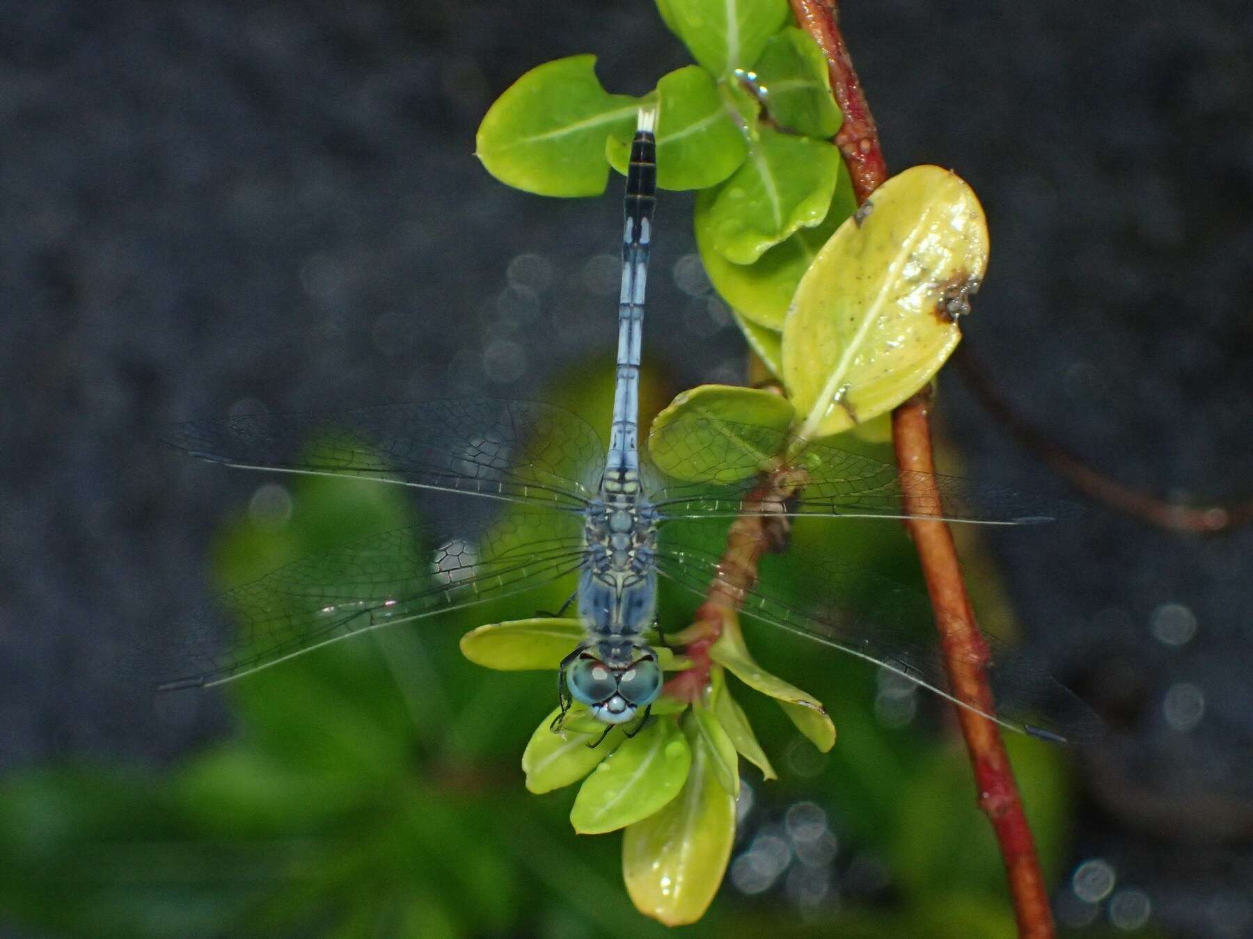 Image of Diplacodes trivialis (Rambur 1842)