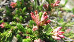 Imagem de Erica caffrorum var. caffrorum