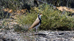 Plancia ëd Vanellus tricolor (Vieillot 1818)