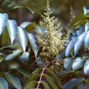 Toxicodendron wallichii (Hook. fil.) Kuntze resmi