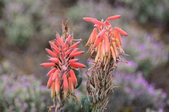 Image of Aloe krapohliana Marloth