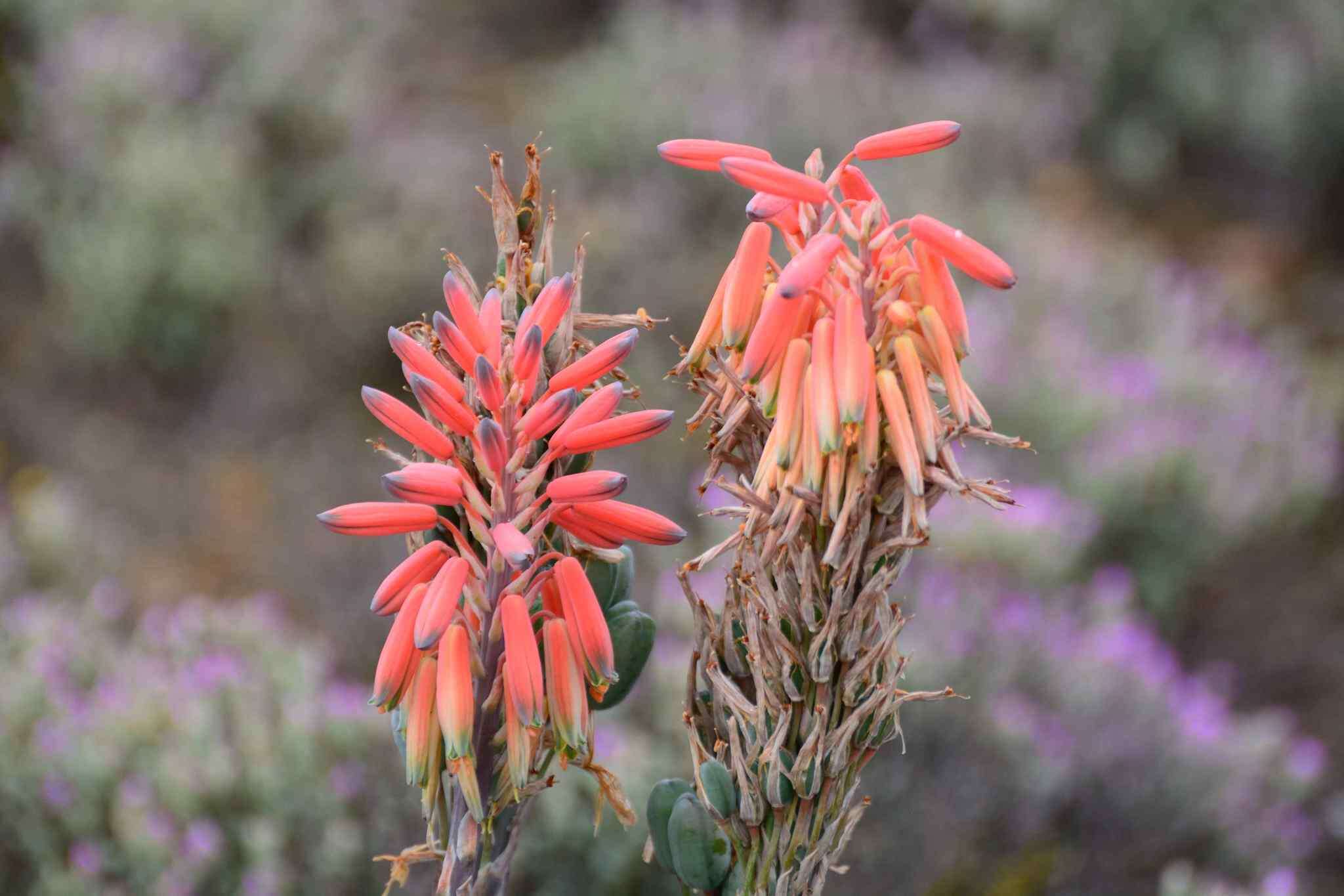 Aloe krapohliana Marloth resmi